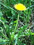 Taraxacum officinale, Wiesen-Löwenzahn, Färbepflanze, Färberpflanze, Pflanzenfarben,  färben, Klostergarten Seligenstadt